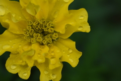 雨のしずくを乗せて・・