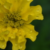 雨のしずくを乗せて・・