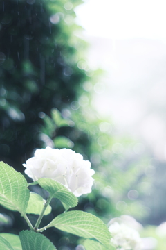 雨と紫陽花**