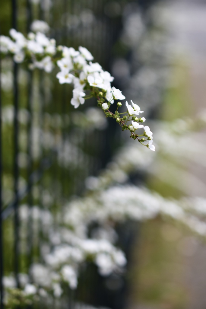 雪柳