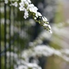 雪柳