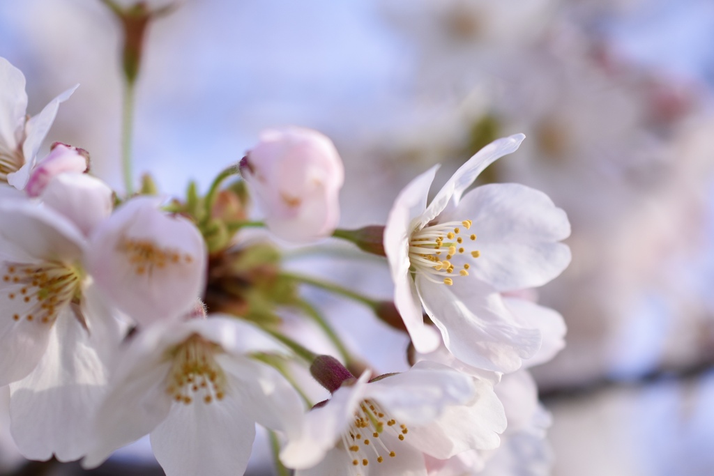 ＊桜花＊ Ⅱ