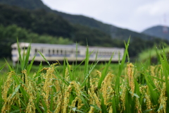 稲穂とローカル列車