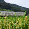 稲穂とローカル列車