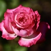 秋薔薇