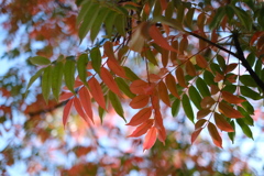 two-color