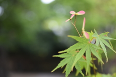 プロペラ