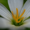 Rain Lily