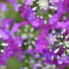 花の輪