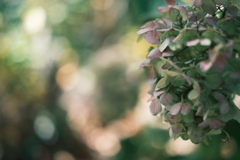 Antique color