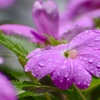 雨あがり