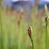 彼岸花の蕾