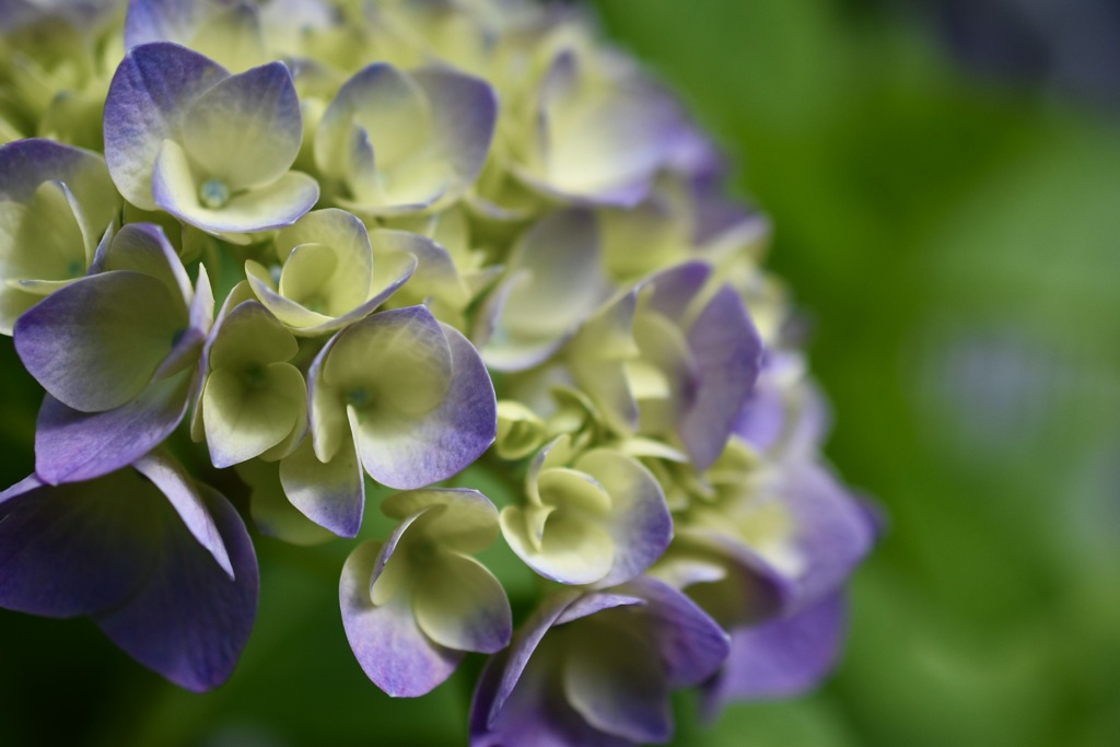 近所の紫陽花