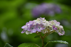 雨の紫陽花