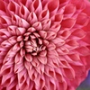 Dahlia