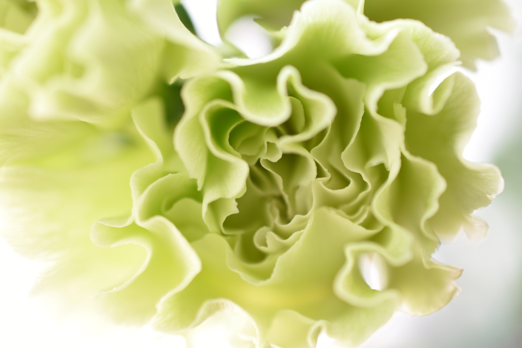 ｆｒｉｌｌ