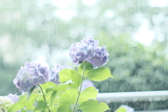 雨と紫陽花