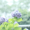 雨と紫陽花