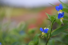 露草