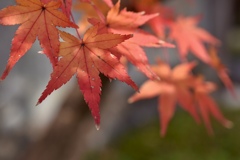 豊前国分寺の紅葉Ⅱ