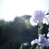 rainbow flower