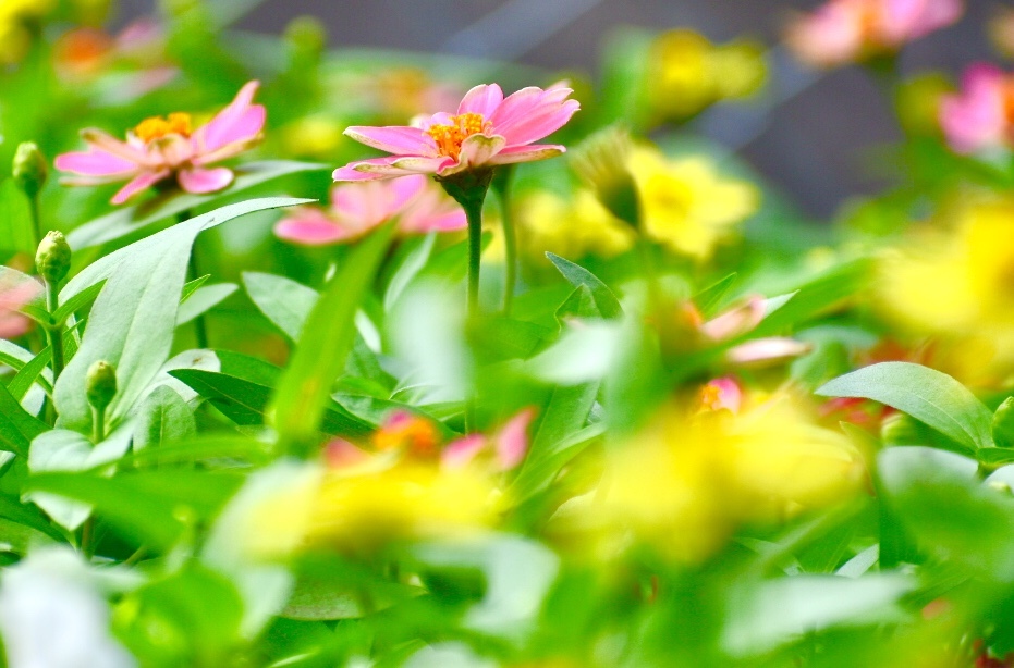 お花畑のカーニバル  Ⅱ