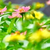 お花畑のカーニバル  Ⅱ