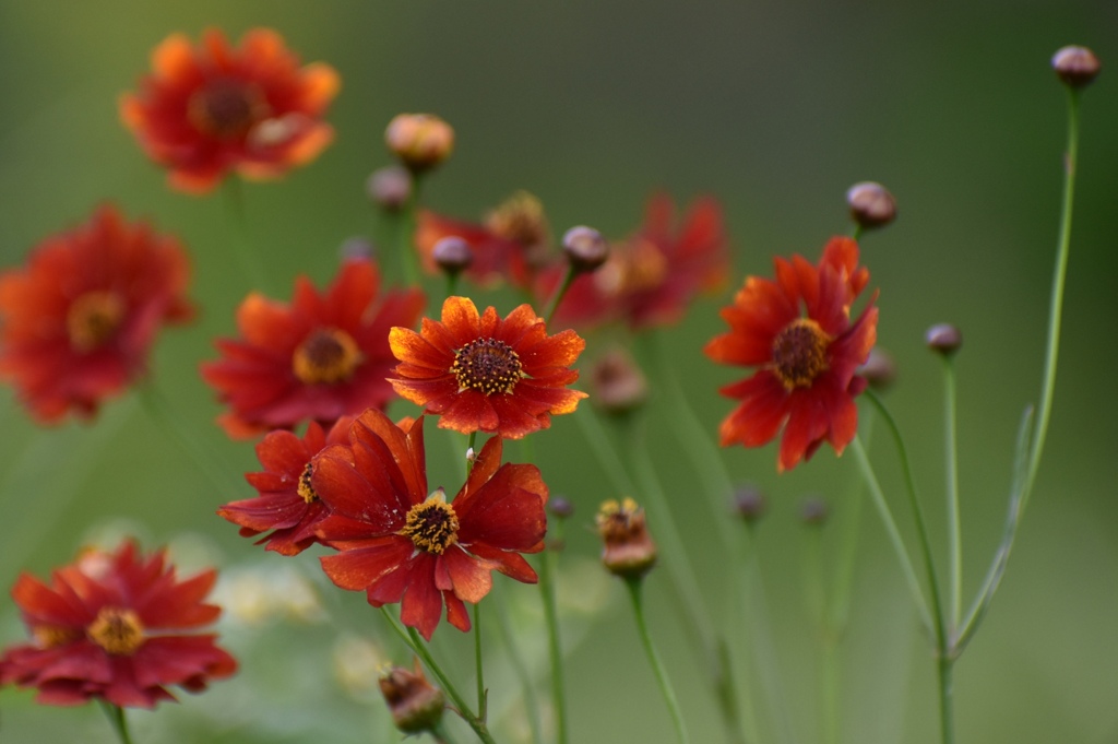 散歩道で見つけた♡