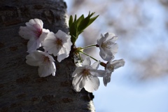 見せられなかった桜