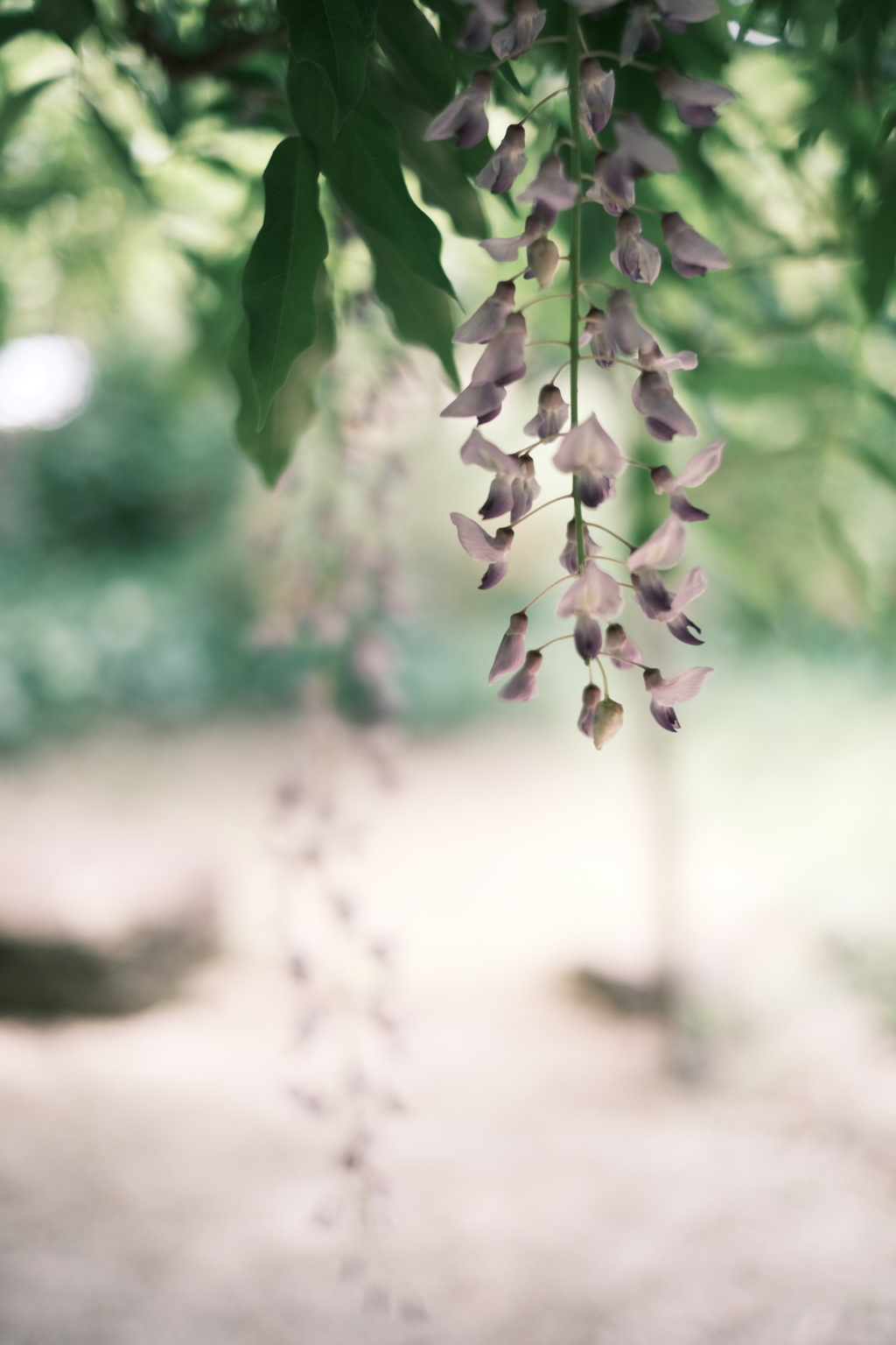 Wisteria