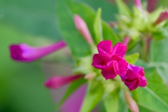 散歩道で見つけたⅣ