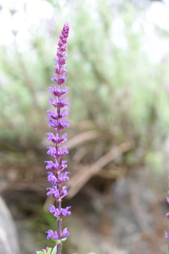 この花のように・・