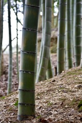 竹林