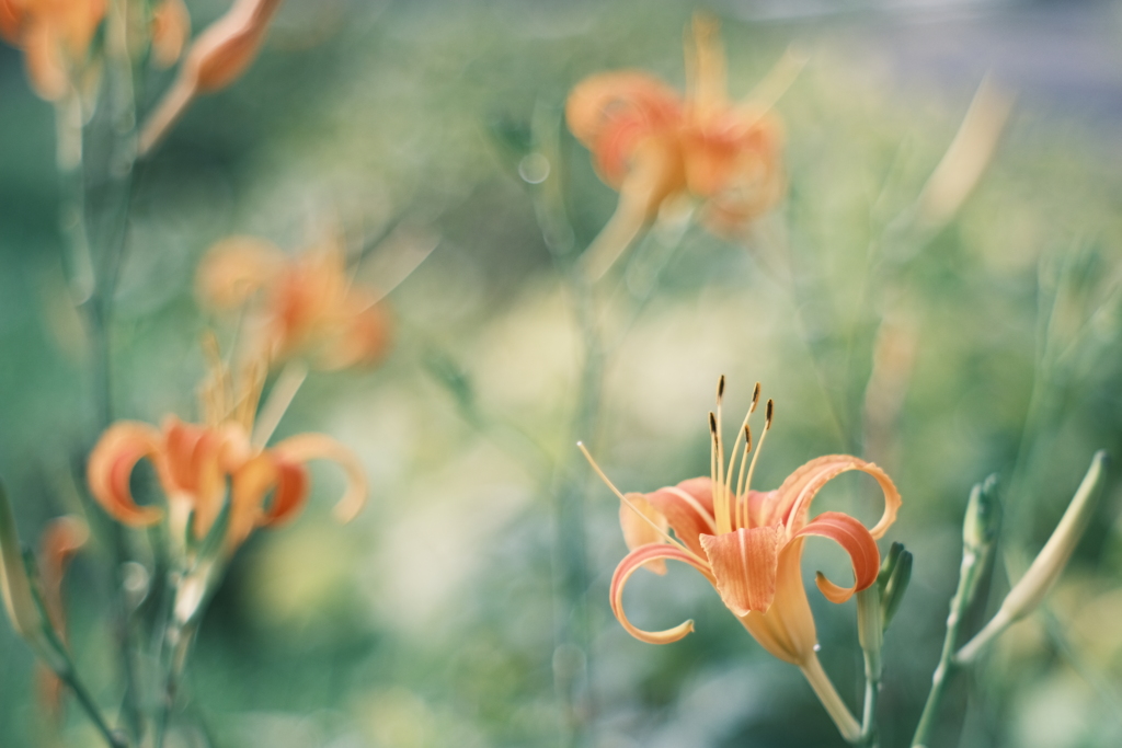 忘れ草 .｡.:*☆