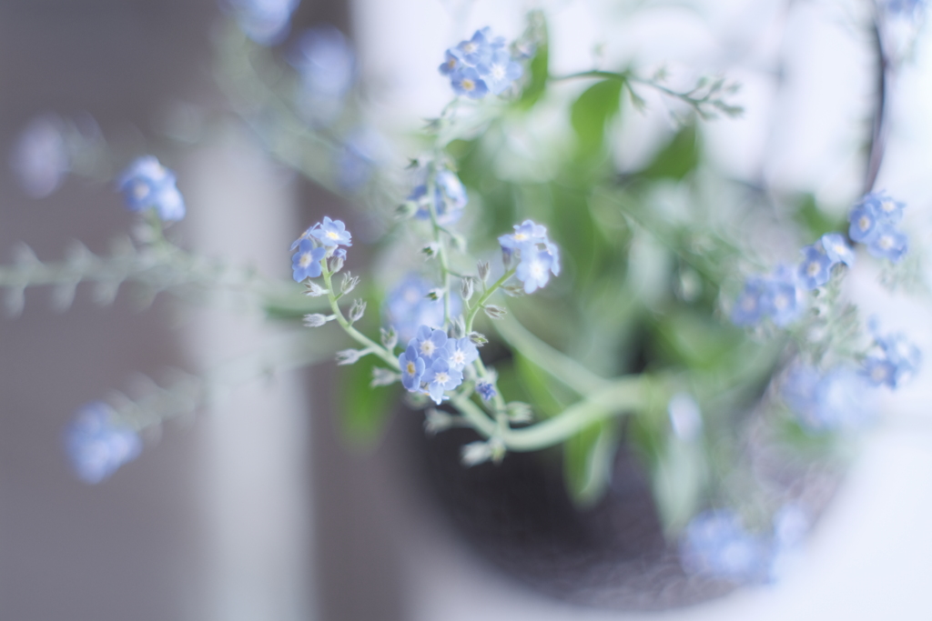 Myosotis