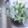 Myosotis
