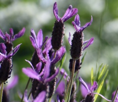 ストエカスラベンダー