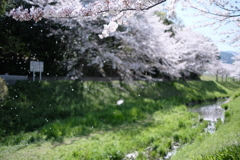 零れ桜