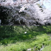 零れ桜