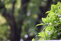 しとしと☔︎☔︎☔︎