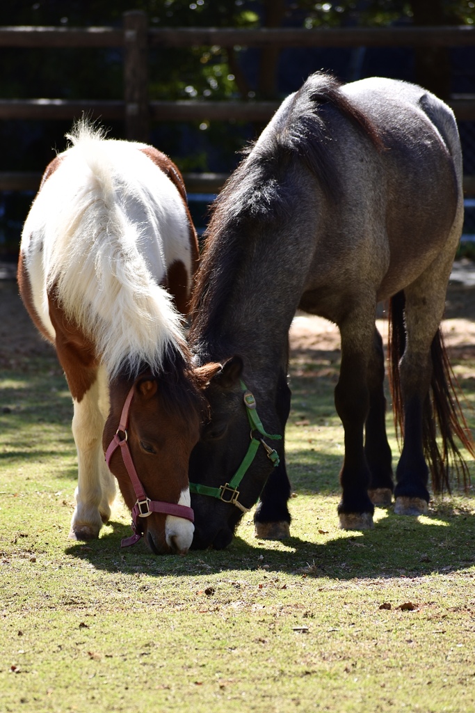 仲良しポニー