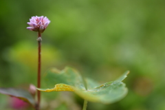 愛らしい