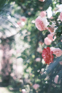 Rose Garden**