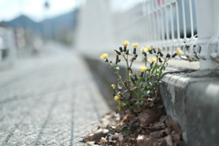 懸命に・・