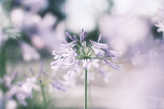 愛の花
