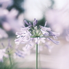 愛の花