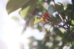 Round Leaf Holly