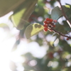 Round Leaf Holly