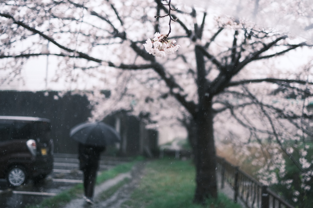 桜流し