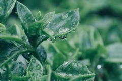 やっと梅雨入り